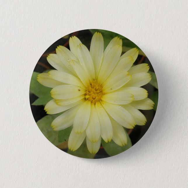 Vackrik Gult Marigold Button Knapp (Framsida)