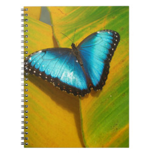 Vackrik Iridescent Butterfly Anteckningsbok Med Spiral
