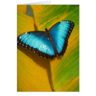 Vackrik Iridescent Butterfly Hälsningskort