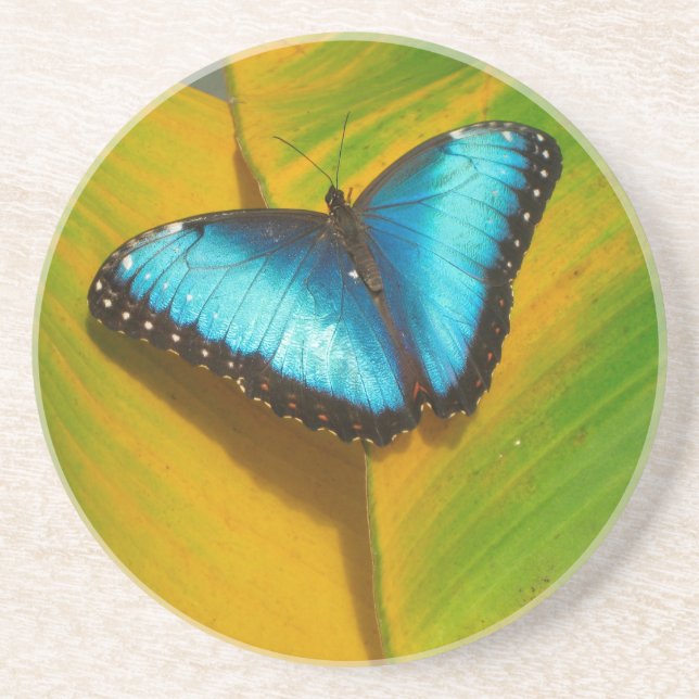 Vackrik Iridescent Butterfly Underlägg Sandsten (Framsidan)