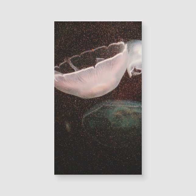 Vackrik Jellyfish (Framsida)