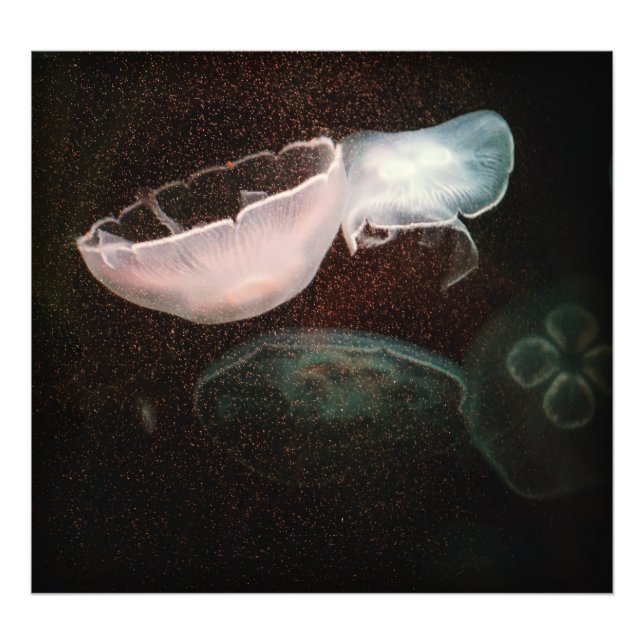 Vackrik Jellyfish Fototryck (Framsidan)