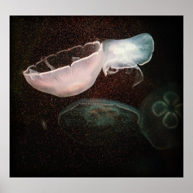 Vackrik Jellyfish Poster (Framsidan)