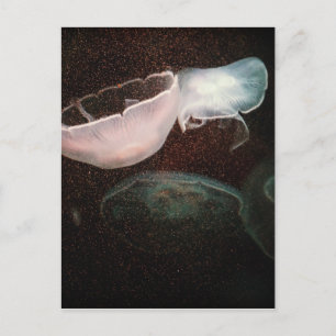 Vackrik Jellyfish Vykort