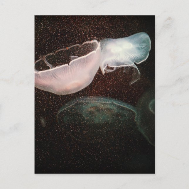 Vackrik Jellyfish Vykort (Framsida)