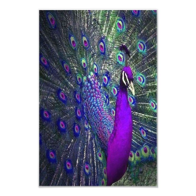 Vackrik Lila Färg Feather Peacock Bird Fototryck (Framsidan)