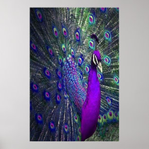 Vackrik Lila Färg Feather Peacock Bird Poster
