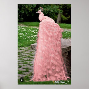 Vackrik Rosa Färg Feather Peacock Bird Poster