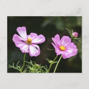 Vackrik Rosa med Vita Cosmea DIY-vykort Vykort
