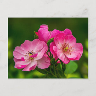 Vackrik rosa vild ro vykort
