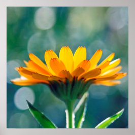 Vackrik Sunlit Gult Marigold Flower Poster