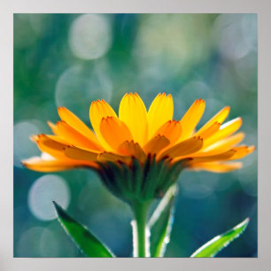 Vackrik Sunlit Gult Marigold Flower Poster