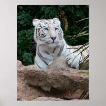 Vackrik, vit tigerfoto