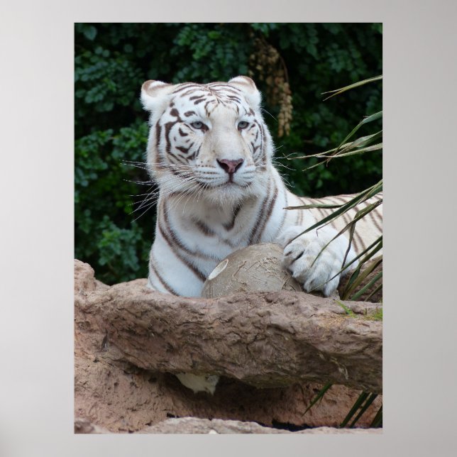 Vackrik, vit tigerfoto poster (Framsidan)