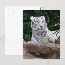 Vackrik, vit tigerfoto vykort