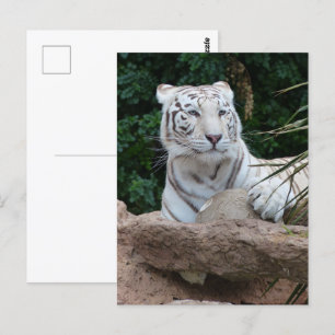 Vackrik, vit tigerfoto vykort