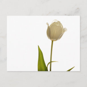 Vackrik vit tulip på vit bakgrund vykort