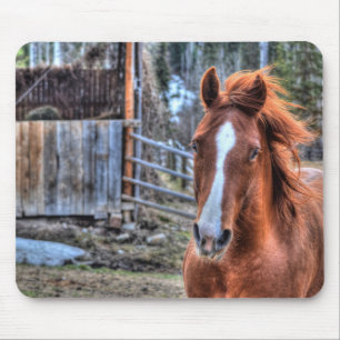Vackrött Dun Ranch Horse Equine Photo Musmatta