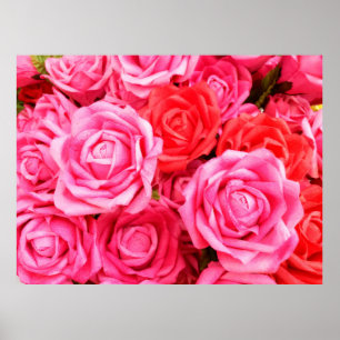Vackrött och rosa ros poster