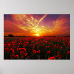 Vackrött vallmoblomma fält solnedgång poster
