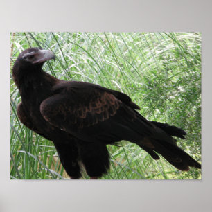 Väckskädda Eagle (Aquila audax) Poster