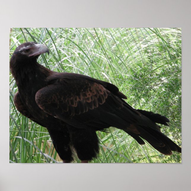 Väckskädda Eagle (Aquila audax) Poster (Framsidan)