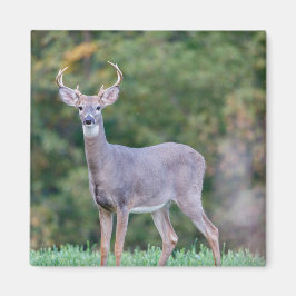 Vackskäggig Buck Hjort i Fält Magnet