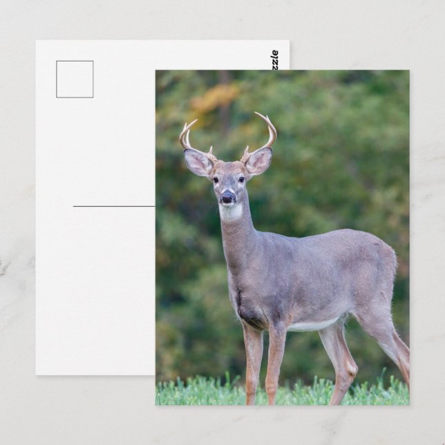 Vackskäggig Buck Hjort i Fält Vykort (Fram/baksida)