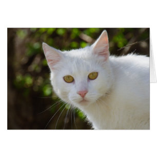 Vackvit katt hälsningskort