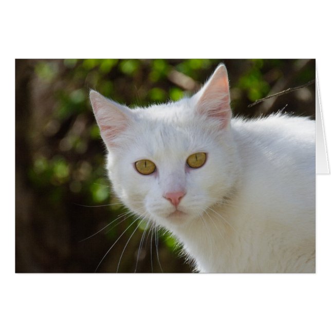 Vackvit katt hälsningskort (Framsidan Horizontal)