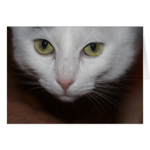 Vackvit katt hälsningskort