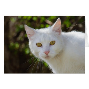 Vackvit katt hälsningskort