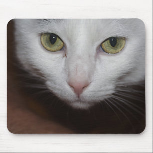 Vackvit katt musmatta