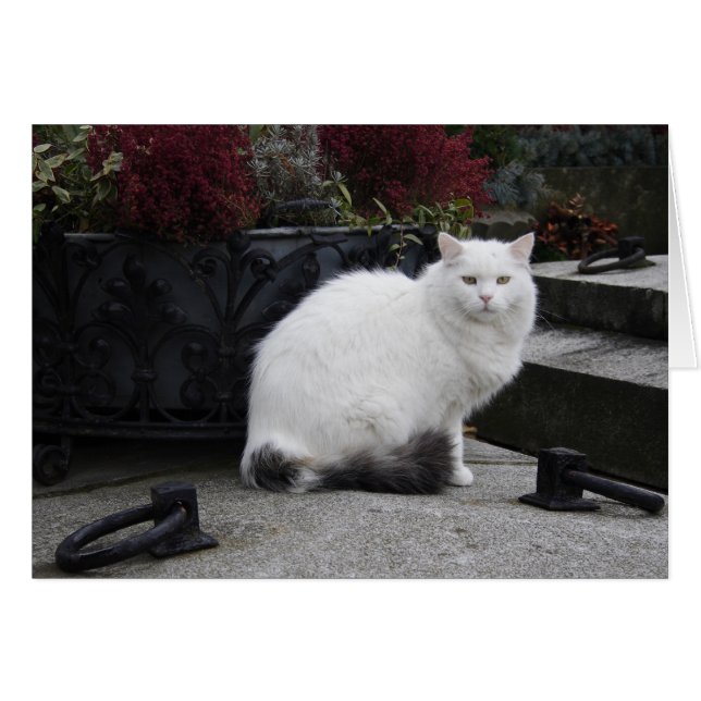 Vackvit katt på grav hälsningskort (Framsidan Horizontal)