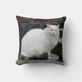 Vackvit katt på grav kudde
