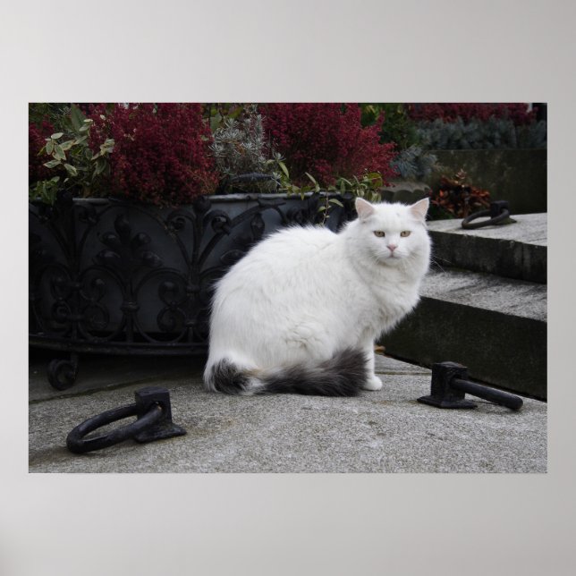 Vackvit katt på grav poster (Framsidan)