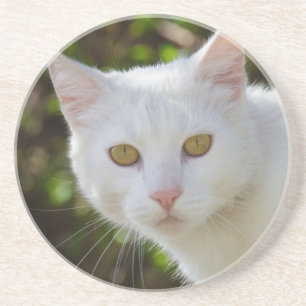 Vackvit katt underlägg sandsten