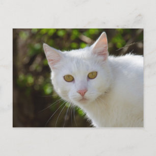 Vackvit katt vykort
