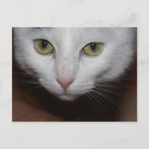 Vackvit katt vykort