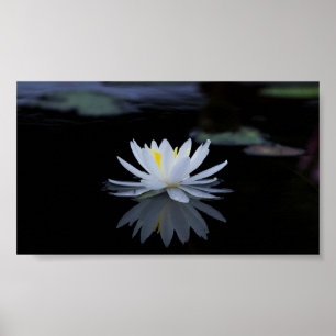 Vackvit Lotus,Sjö,Zen Poster