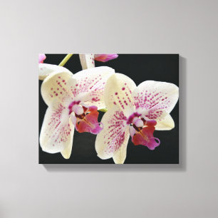 Vackvit och Rosa Orchid med svart bakgrund Canvastryck