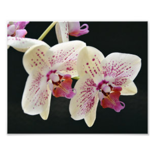Vackvit och Rosa Orchid med svart bakgrund Fototryck