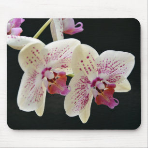Vackvit och Rosa Orchid med svart bakgrund Musmatta