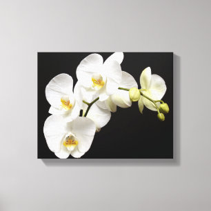 Vackvit Orchid med svart bakgrund Canvastryck