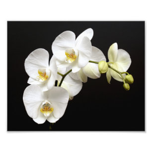 Vackvit Orchid med svart bakgrund Fototryck