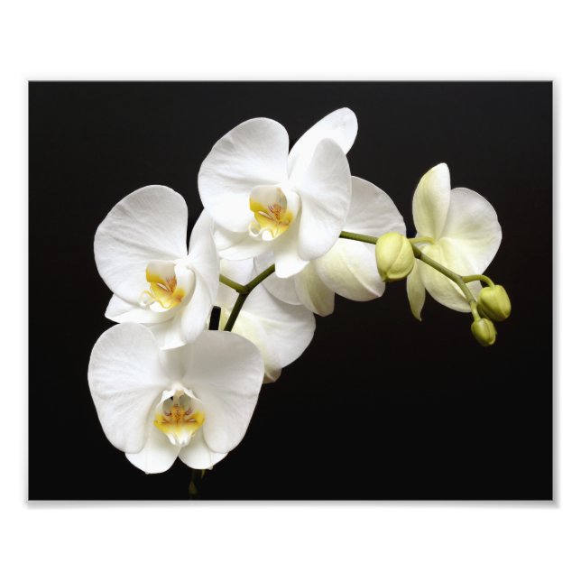 Vackvit Orchid med svart bakgrund Fototryck (Framsidan)