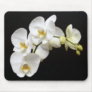 Vackvit Orchid med svart bakgrund Musmatta