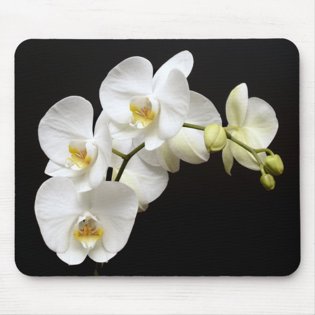 Vackvit Orchid med svart bakgrund Musmatta (Framsidan)
