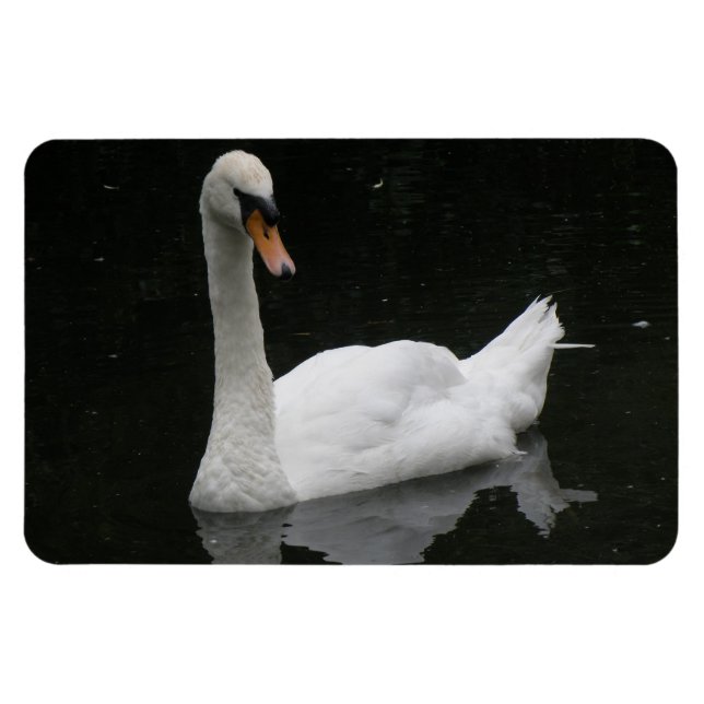 Vackvit Svan Premium Magnet (Horisontell)