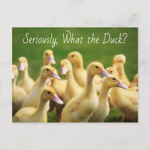 Vad Anka Cute Ducklings gör Vykort